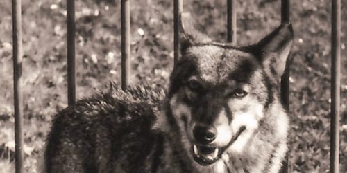 On April 29 at 3 p.m. a discussion based on the book